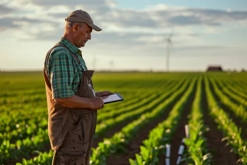 Capteurs IoT déployés dans un champ agricole transmettant en temps réel des données pour optimiser l’irrigation et réduire la consommation
